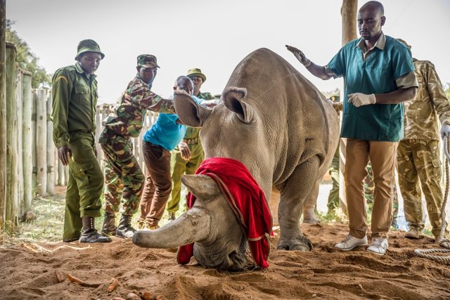 Vědci odebrali 10 vajíček z posledních dvou žijících samic nosorožce bílého severního | foto: Ami Vitale