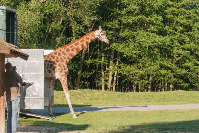 Žirafy na safari | foto: Monika Darvašová