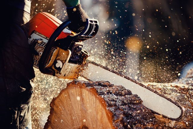 Tendr na lesnické práce za 12 miliard korun uzavřel státní podnik Lesy ČR  (ilustrační foto)  | foto: Shutterstock
