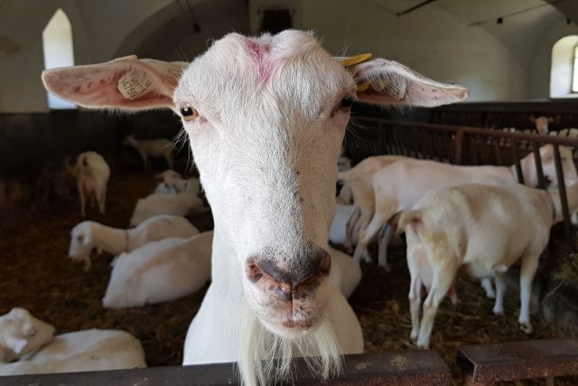 Návštěvníci si mohou kozy pohladit | foto: Irena Šarounová,  Český rozhlas