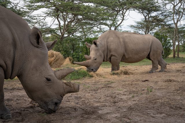Fatu a Najin v rezervaci Ol Pejeta | foto: Jan Zwilling - Projekt BioRescue