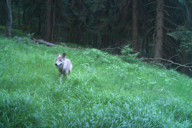 Mladý vlk zapózoval před fotopastí na Rýchorách | foto: KRNAP