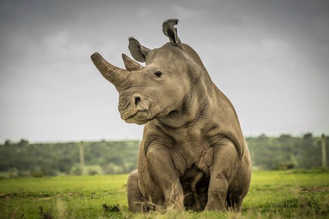 Fatu,  jedna ze dvou posledních samic nosorožce bílého severního | foto: Ami Vitale