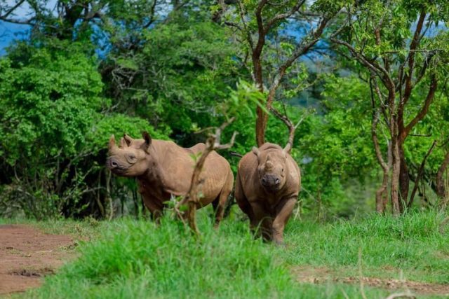 První nosorožci ze Dvora Králové byli ve Rwandě vypuštěni do volné přírody | foto: Jes Gruner / Rwanda Development Board  (RDB)