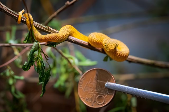 Zmije stromová a Madagascarophis | foto: Helena Hubáčková,  Safari Park Dvůr Králové