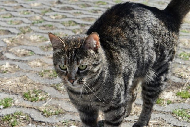 Problematiku toulavých koček v Náchodě chce město řešit jak z dlouhodobého pohledu,  tak aktuálně  (ilustrační foto) | foto: Městský úřad Náchod