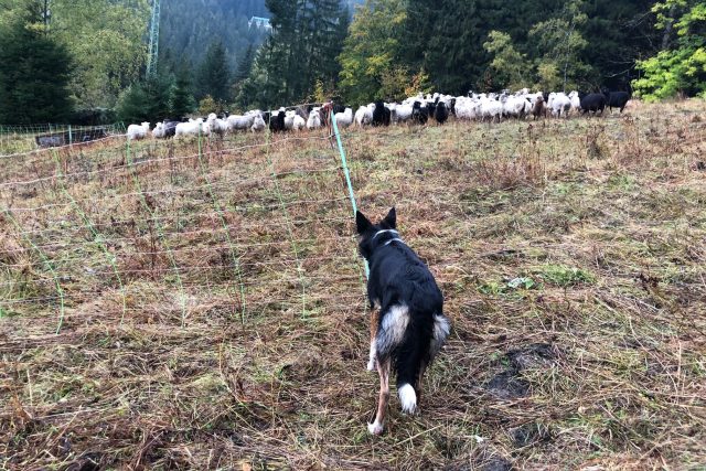 Horští pastevci v Krkonoších přesouvají před zimou svá stáda do údolí | foto: Kateřina Kohoutová,  Český rozhlas,  Český rozhlas