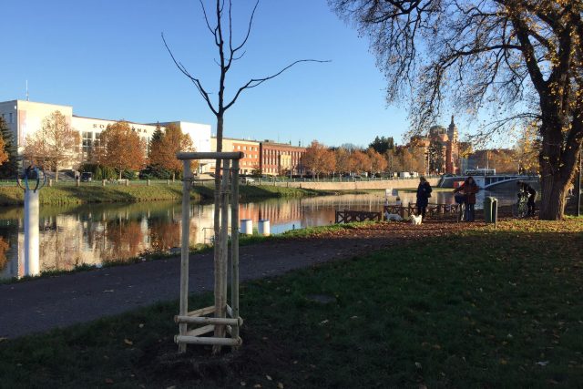 Pracovníci technických služeb začali po Hradci Králové vysazovat stovky nových stromů | foto: Milan Baják,  Český rozhlas