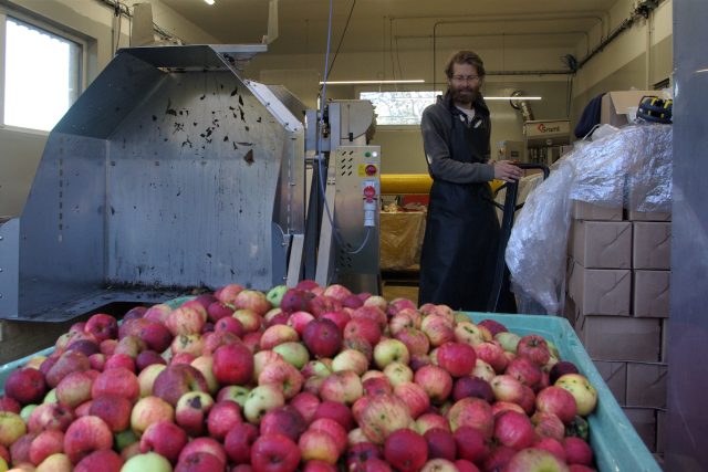 Díky letošní solidní úrodě jablek vrcholí v hradeckém kraji mimořádný zájem o služby moštáren  (ilustrační foto) | foto: Vladislava Wildová,  Český rozhlas