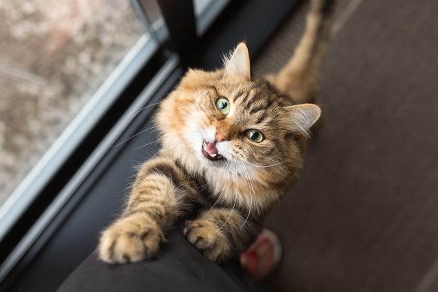 Změna chování kočky je prvním signálem nějakého problému  (ilustrační foto) | foto: Shutterstock