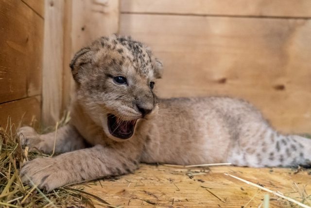Preventivní prohlídka lvíčat v Safari Parku Dvůr Králové nad Labem | foto: Lukáš Pavlačík