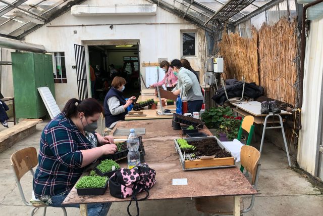 Ve sklenících zahradnické školy v Kopidlně jsou tisíce sazenic zeleniny a letniček,  které je potřeba přesadit | foto: Kateřina Kohoutová,  Český rozhlas