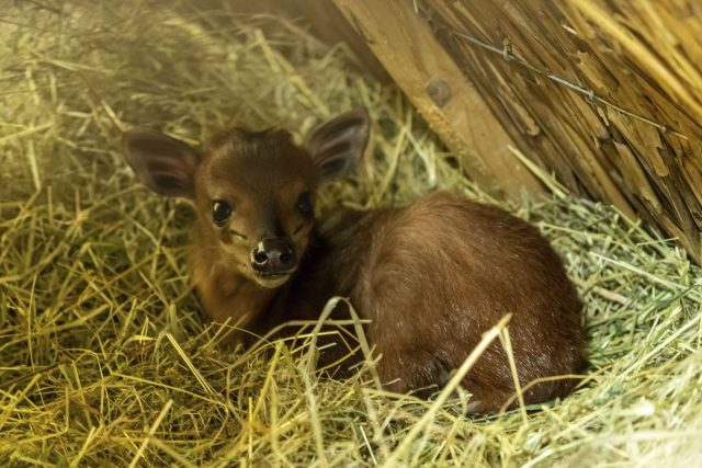 Mládě chocholatky červené,  nejmenší antilopy na planetě,  se po letech čekání narodilo v Safari Parku Dvůr Králové | foto: Lukáš Pavlačík