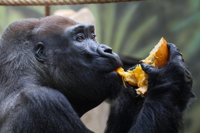 Gorilí samec Tadao si pochutnává na připravených pochoutkách | foto: Simona Jiřičková