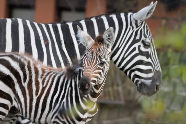 Nový projekt záchrany kriticky ohrožené zebry bezhřívé | foto: Safari Park Dvůr Králové