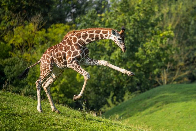 Žirafí nadílka ve dvorském safari parku | foto: Helena Hubáčková,  archiv Safari Parku Dvůr Králové