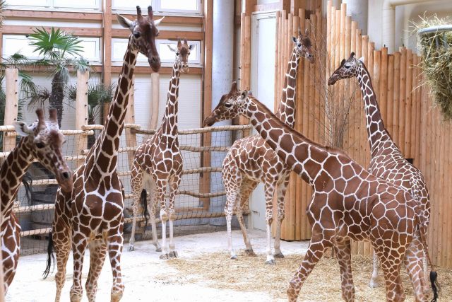 Žirafa síťovaná v Safari Parku Dvůr Králové | foto: Simona Jiřičková
