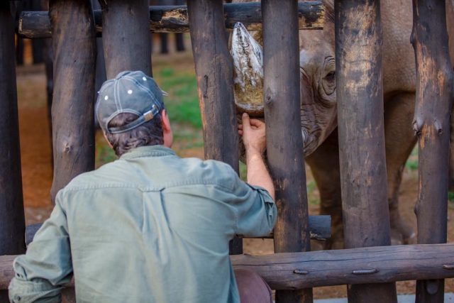 Pět kriticky ohrožených nosorožců černých bylo úspěšně přepraveno ze Safari Parku ve Dvoře Králové do národního parku Akagera ve Rwandě | foto: Ben Gasore