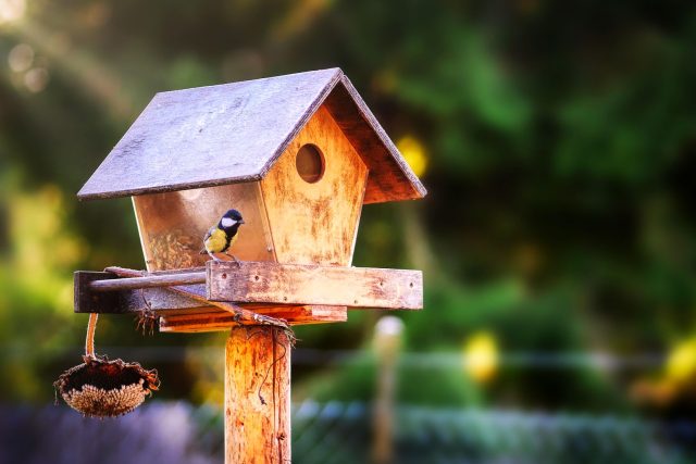 Když někam krmítko nainstalujeme,  tak se tam většinou během dvou týdnů ptáci naučí létat | foto: Fotobanka Pixabay
