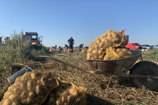 V Královéhradeckém kraji začali lidé sklízet brambory a cibuli | foto: Eliška Horáková