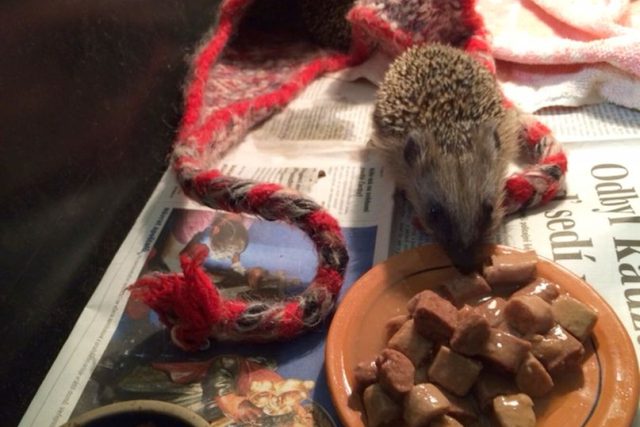Vrchlabská záchranná stanice pro zraněná zvířata se začíná plnit malými ježky | foto: Kateřina Kohoutová,  Český rozhlas