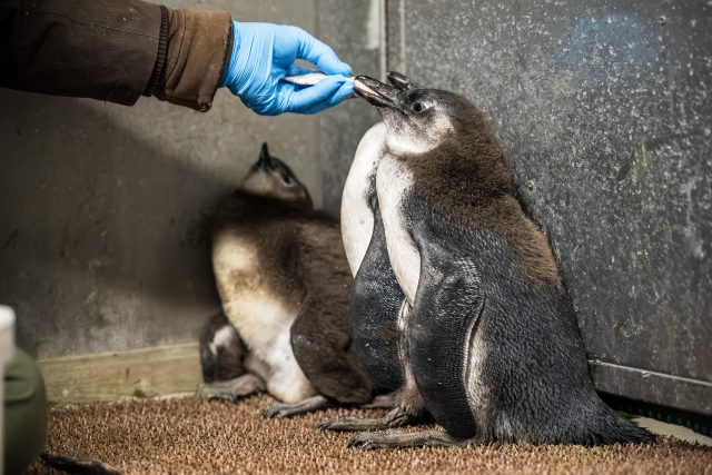 Pět tučňáků brýlových se přesunulo do „školky“ | foto: Helena Hubáčková,  Safari Park Dvůr Králové