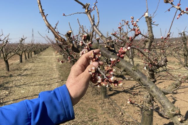 Pěstitelé ovoce jsou připraveni chránit rozkvetlé stromy před jarními mrazy  (ilustrační foto) | foto: Petr Tichý,  Český rozhlas