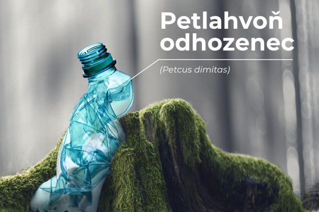 Atlas odpadkoušů: Petlahvoň odhozenec | foto: Správa Krkonošského národního parku