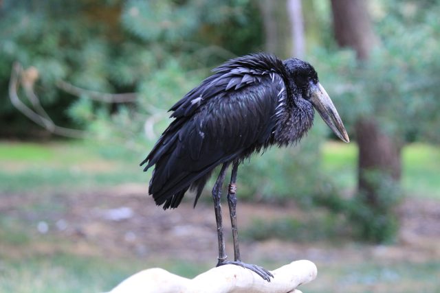 Zejozob africký v Safari Parku Dvůr Králové | foto: Simona Jiřičková