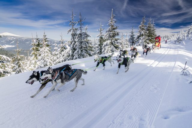Ledová jízda v Krkonoších je specifická tím,  že jedou psi,  musher,  sáně a ještě lyžař | foto: archiv Ledové jízdy