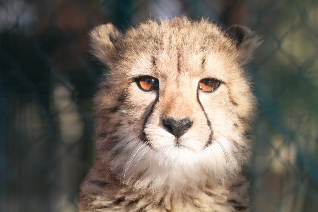 Odchov gepardů v Safari Parku Dvůr Králové je úspěšný | foto: Simona Jiřičková