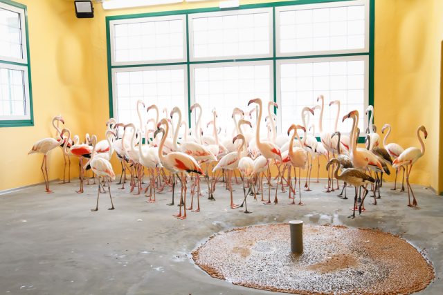 Dvorský safari park přestěhoval na stovku plameňáků do nově budovaného areálu | foto: Simona Jiřičková