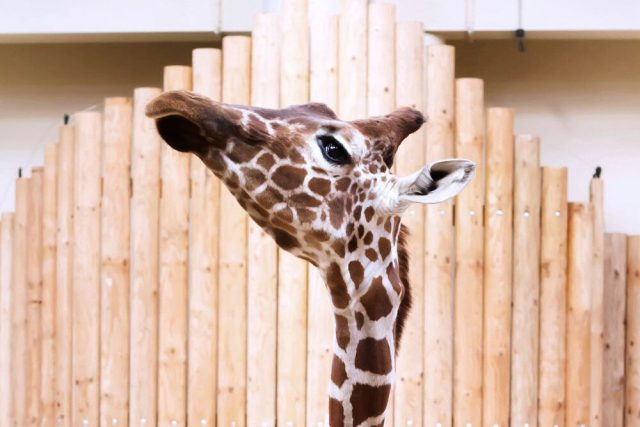 Žirafa síťovaná v Safari Parku Dvůr Králové | foto: Simona Jiřičková