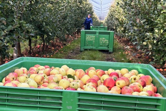 Stovka brigádníků ze zahraničí sklízí v zemědělském družstvu Dolany na Náchodsku letošní úrodu jablek | foto: Václav Plecháček,  Český rozhlas