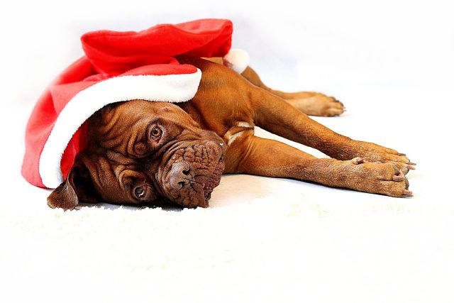Vánoce a zvířata  (ilustrační foto) | foto: Fotobanka Pixabay