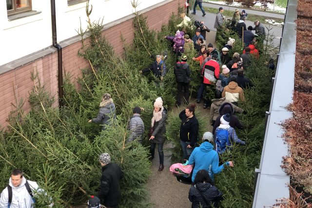 Správa KRNAP prodala 120 vánočních stromků s certifikátem FSC | foto: Správa Krkonošského národního parku