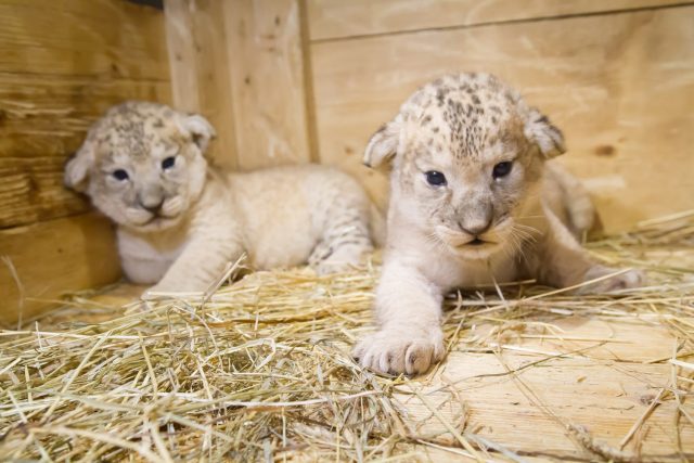 V Safari Parku Dvůr Králové vyrůstají dvě krásná a zdravá mláďata vzácného lva berberského | foto: Simona Jiřičková