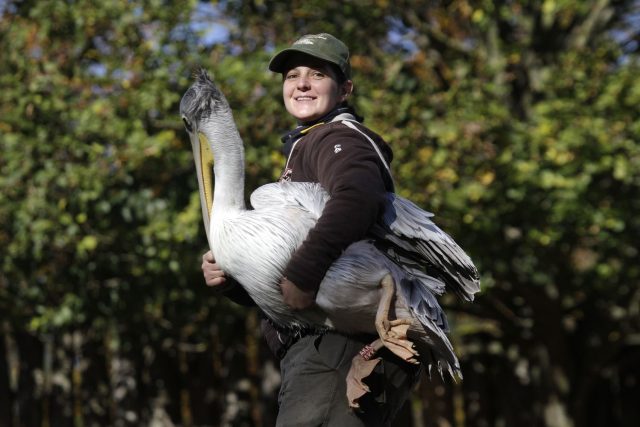 Odchyt pelikánů v Safari Parku Dvůr Králové | foto: Simona Jiřičková