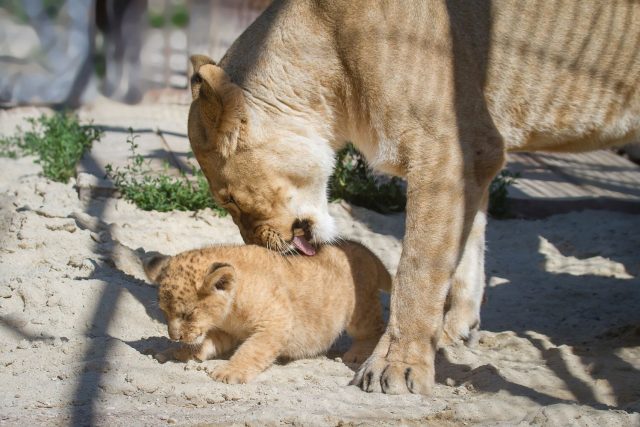 Dvě osmitýdenní koťata lvů berberských ve výběhu lvů ve dvorském safari parku | foto: Simona Jiřičková