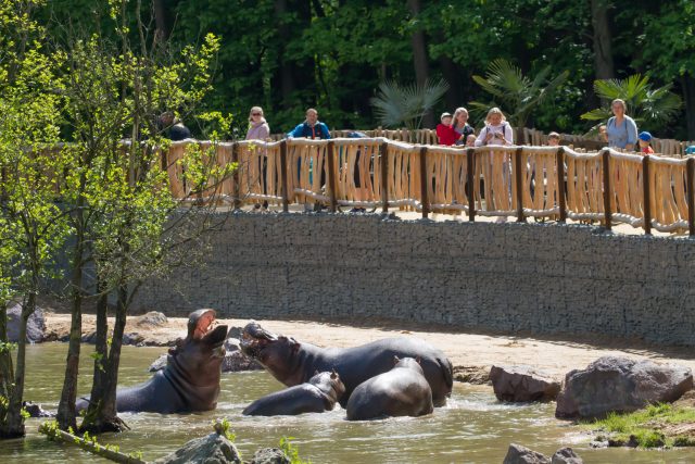 Návštěvníkům Safari Parku Dvůr Králové slouží v Údolí hrochů nový most | foto: Simona Jiřičková