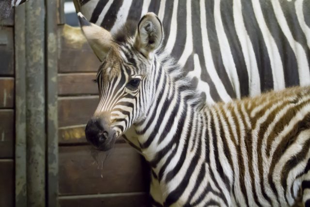 Zebra Böhmova Poly porodila v Safari Parku Dvůr Králové mládě | foto: Simona Jiřičková