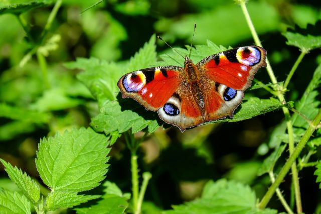 Nebojte se kopřiv! Můžete si na nich odchovat hejna motýlů  (ilustrační foto) | foto: Fotobanka Pixabay