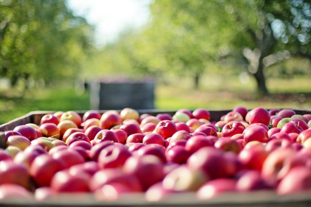 České pěstitele jablek válcuje polská konkurence  (ilustrační foto) | foto: Fotobanka Pixabay