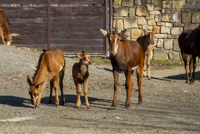 Antilopa vraná v Safari Parku Dvůr Králové | foto: Oliver Le Que