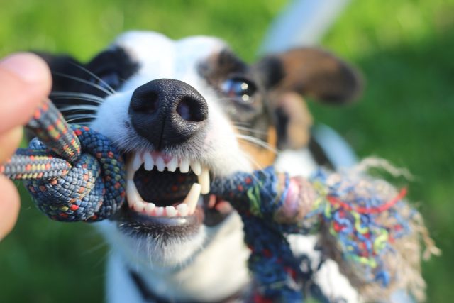 Věc,  do které neuděláte prstem otlak,  trochu nezapruží,  není pro psa vhodná na trvalé okusování  (ilustrační foto) | foto: Fotobanka Pixabay