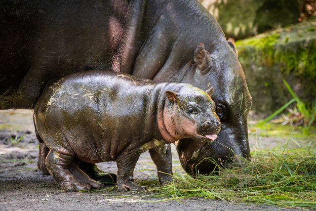 Měsíční samička hrošíka liberijského Taly ve venkovním výběhu | foto: Helena Hubáčková,  Safari Park Dvůr Králové