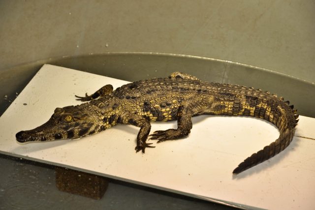 Mládě krokodýla štítnatého v nádrži | foto: Martin Smrček,  Safari Park Dvůr Králové