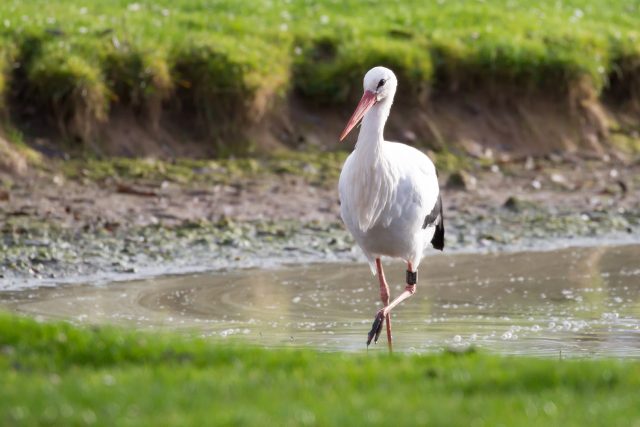 Čapí samička Zbojnice zůstala na zimu ve dvorském safari parku | foto: Simona Jiřičková