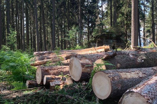 Na stolové hoře Ostaš začalo kácení stromů napadených kůrovcem | foto: Václav Plecháček,  Český rozhlas