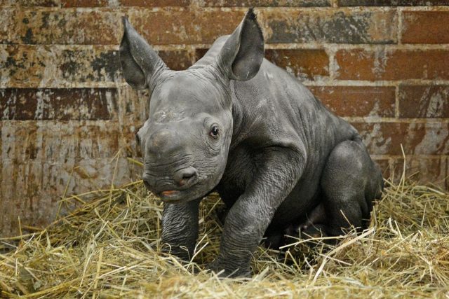 V safari parku se narodil kriticky ohrožený nosorožec černý neboli dvourohý východní | foto: Dominika Stempa,  Safari Park Dvůr Králové
